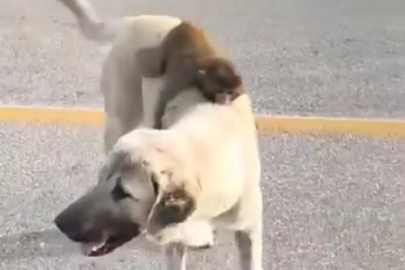 Bursa'da günün en ilginç manzarası! Maymun-köpek ikilisi sosyal medyayı salladı
