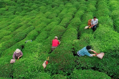 39 yıllık tat bitti! Ünlü çay markası artık yok...
