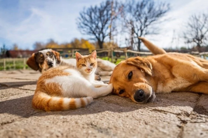 Bursa'ya inşa edilen modern hayvan barınağı hizmete açılıyor!