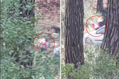 Sesleri duyup önce kayda aldı, sonra polisi aradı!