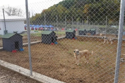 Bursa'da hayvan barınağı hizmete girdi!