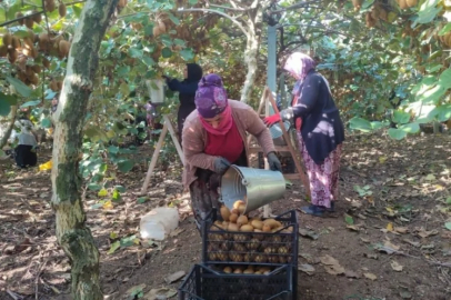 Bursa'da üreticinin yüzü gülmedi! Yüzde 60 oranında düşüş...