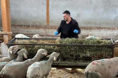 Bursalı besiciyi şap vurdu! 1,5 milyon lira zararda...