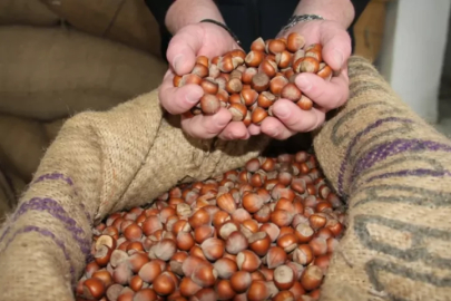 Türkiye'ye fındık bereketi: 547 milyon doları aşkın gelir sağlandı