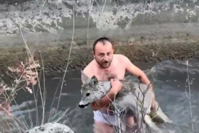 Kütahya'da su kanalına düşen karaca kurtarıldı