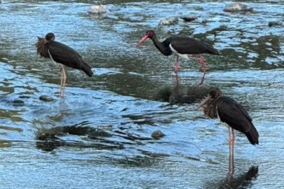 Nadir görülen kara leylek Karabük'te objektiflere takıldı