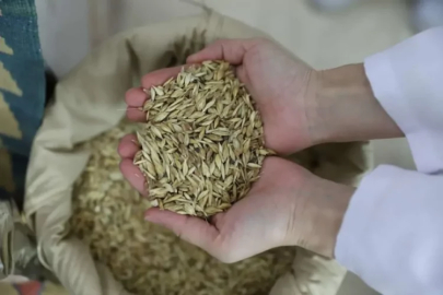 Sırrı saklı kadim tohum! Glüteni düşük, besin değeri yüksek o ürün