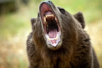 Ülkenin başı dertte! Önüne çıkanı öldürüyorlar