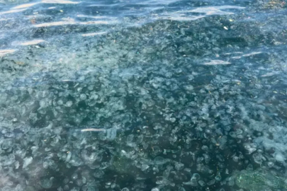 Binlercesi kıyıya vurdu, endişelendiren görüntü! "Bu sene enteresan şeyler oluyor"