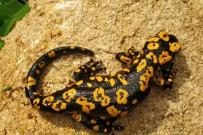 Nesli tükenmekte olan tür Erzincan'da çıktı