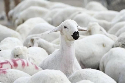 TİGEM, 1200 küçükbaş hayvan satacak