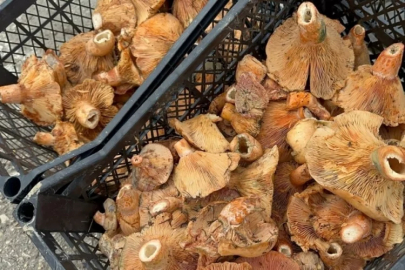 Bursa dağlarında ek gelir patlaması! Yağmur bereketiyle geldi