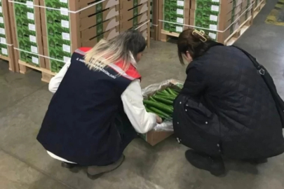 Çorlu'dan Hollanda'ya salatalık ihracatı