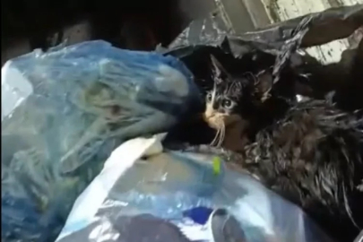 Kediyi poşete koyup çöpe attılar!