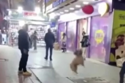 Vatandaşlarla balon sektiren köpek kamerada