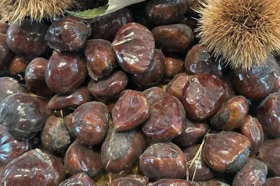 Bursa kestanesinin geleceği konuşuldu