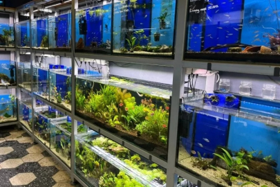 Bursa'da akvaryum hobiciliği popülerliğini koruyor!