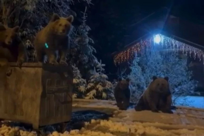 Bursa'da ayılar ne arıyor?