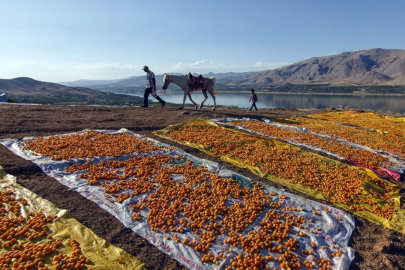 Geçen yıl 900, bu yıl 1800!