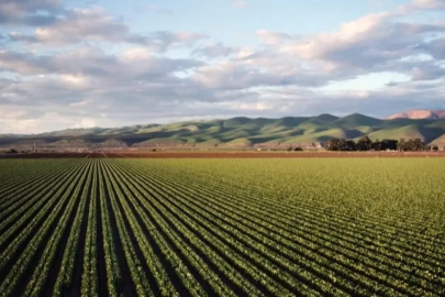 Bursa'da yetişecek Libya'da satılacak!