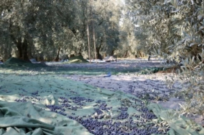 Marmarabirlik'te alımlar ne kadar oldu?