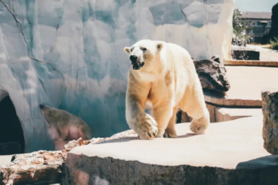 Kutup ayıları için sevindiren haber