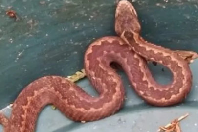 Nadir görüntülenen anlar! Kış uykusunu unuttu, görenler şaştı kaldı