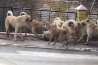 Sokak ortasında dehşete düşüren görüntü!