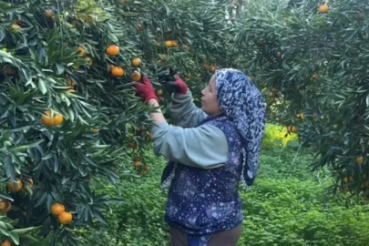 Bodrum mandalinası bahçede 15, manavlarda 100 lira