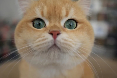 "Evcil hayvan hastalık yapar" iddialarına uzmandan net yanıt