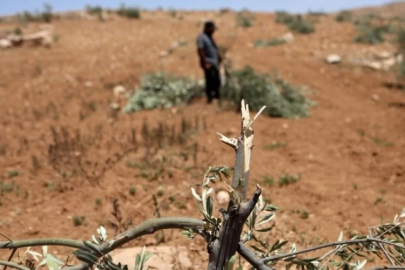 İsrail ordusu Batı Şeria'da Filistinlilerin yaklaşık 400 zeytin ağacını söktü!