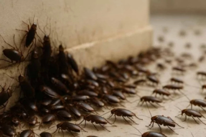 Bu ev aleti, hamam böceklerini mıknatıs gibi çekiyor!