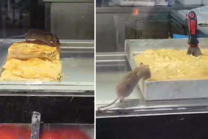 Burası Hindistan değil Türkiye! Böreği insanlardan önce fare yedi