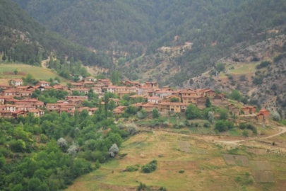 Uludağ'ın kozalakları şifa oluyor!