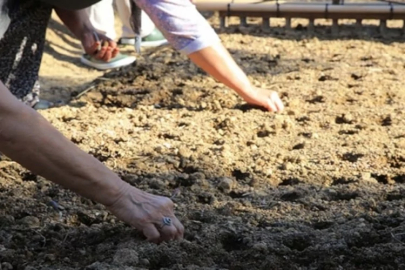 Bir eken üç alıyor: Ürün daha tarladayken kapışılıyor