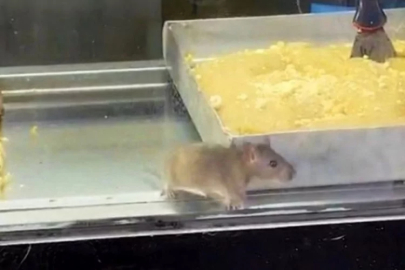 Börekçide skandal görüntü!