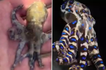 Dünyanın en ölümcül deniz canlılarından birine dokunan turist tehlikeyi sonra fark etti