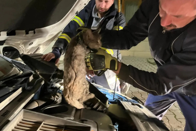 Erzincan'da aracın motor kısmına sıkışan kediyi itfaiye kurtardı