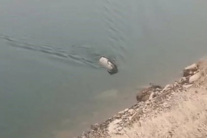 Görenler gözlerine inanamadı: Barajda yüzerken görüntülendi!