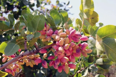 Antepfıstığı ticaretinde yeni dönem!