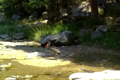 Nadir görülen karaleylek Bursa'da fotokapana yansıdı