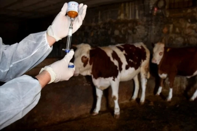 Şap hastalığıyla ilgili gelişme!