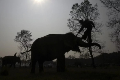 Hindistan'da filler 5 kişiyi öldürdü