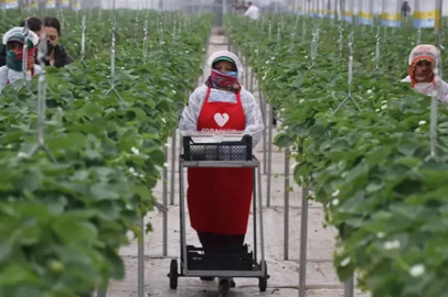 Tarlada yeni dönem: Yapay zekayla üretildi, 7 ülkeye ihraç ediliyor