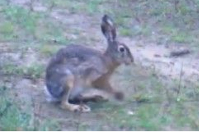Edirne'de yaban tavşanları fotopakana yansıdı