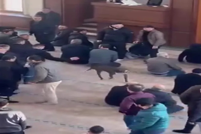 Kocaeli'de cuma namazında camiye giren pitbull cinsi köpek sahibinden alındı