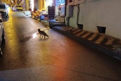 Bursa'da yaban hayatı şehir merkezine indi
