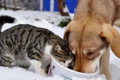 Bursa'da 'soğuk' alarmı! Kışın sessiz mağdurları için acil çağrı...