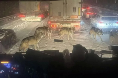 Gerçek mi değil mi? Bu fotoğraf karesini görenler ikiye bölündü