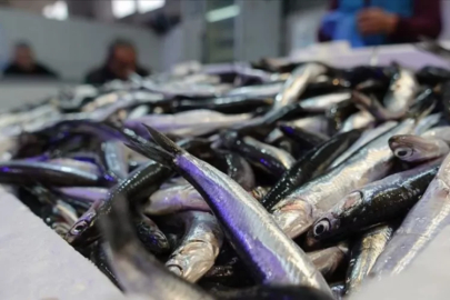 Hamsi Gürcistan'a kaçtı